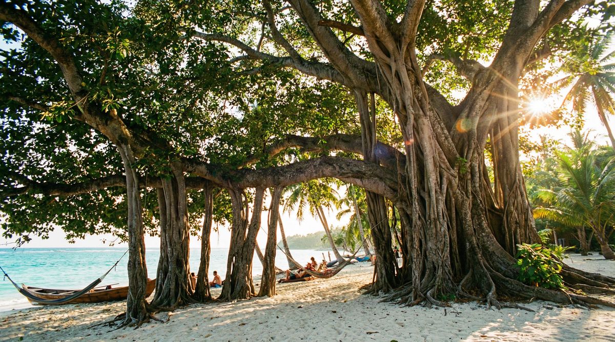 海角社区古榕树视频